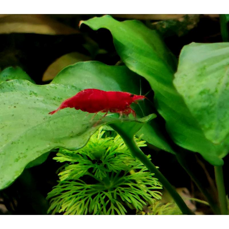 Red cherry shrimp